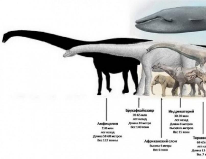 Care este cel mai greu animal?  Cele mai mari animale de pe planetă.  Cel mai mic animal de pe pământ