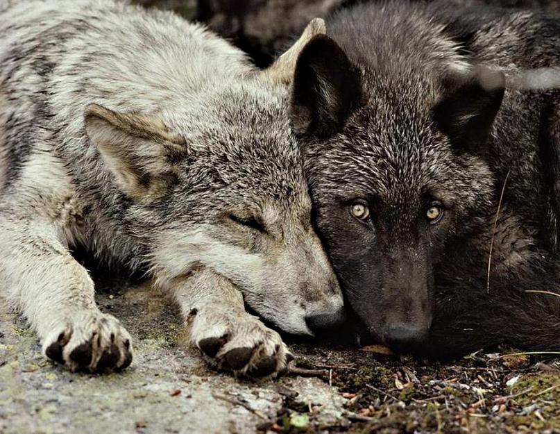 مقال عن الذئاب.  الذئب حيوان مفترس في الغابة