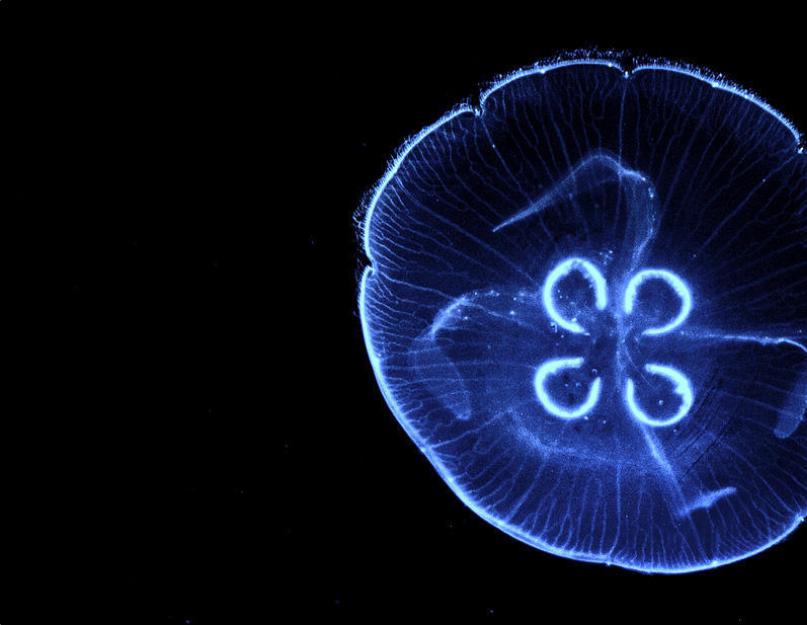 Морские медузы. Эфемерные создания. Какие бывают виды медуз? Основные разновидности морских и пресноводных медуз