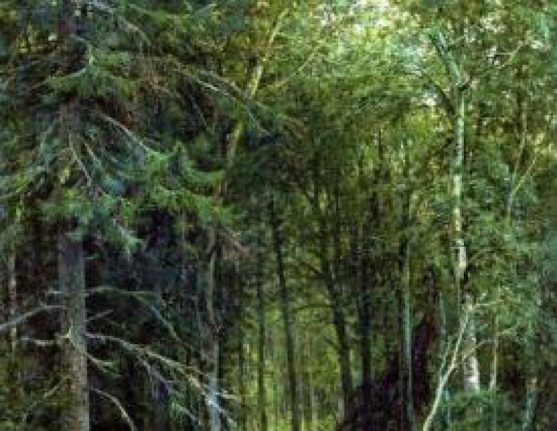 حياة الغابة هي العالم من حولك.  حياة الغابة.  اتصالات بيئية.  خطة لدراسة المجتمع الطبيعي.  تعرف على خطة دراسة المجتمع الطبيعي