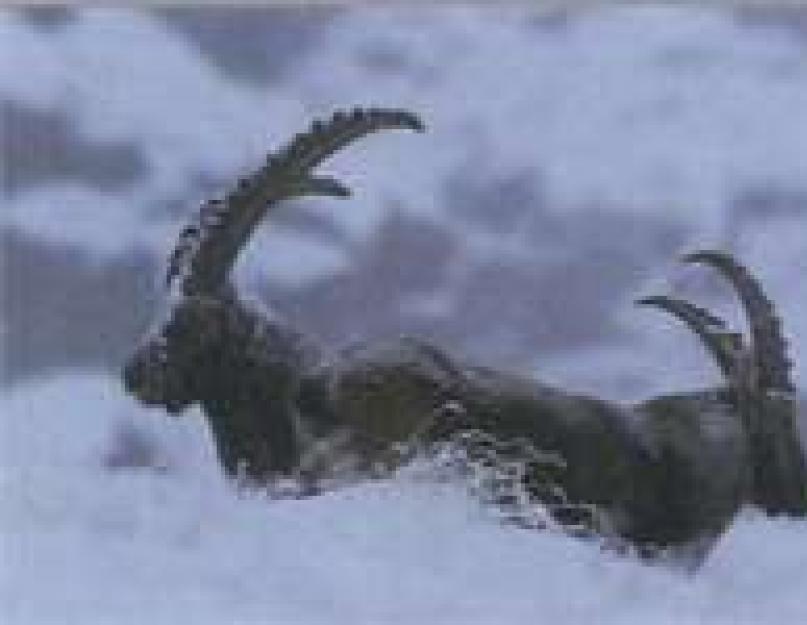 Чистопородные альпийские козы. Альпийский горный козёл. Как выглядят животные