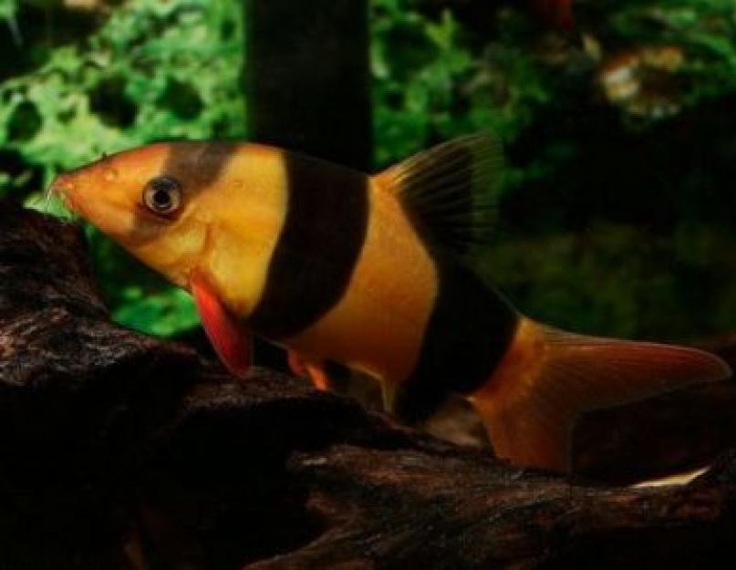 उज्ज्वल मीठे पानी की एक्वैरियम मछली।  दुनिया की सबसे खूबसूरत मछली: सूची, विवरण और समीक्षा