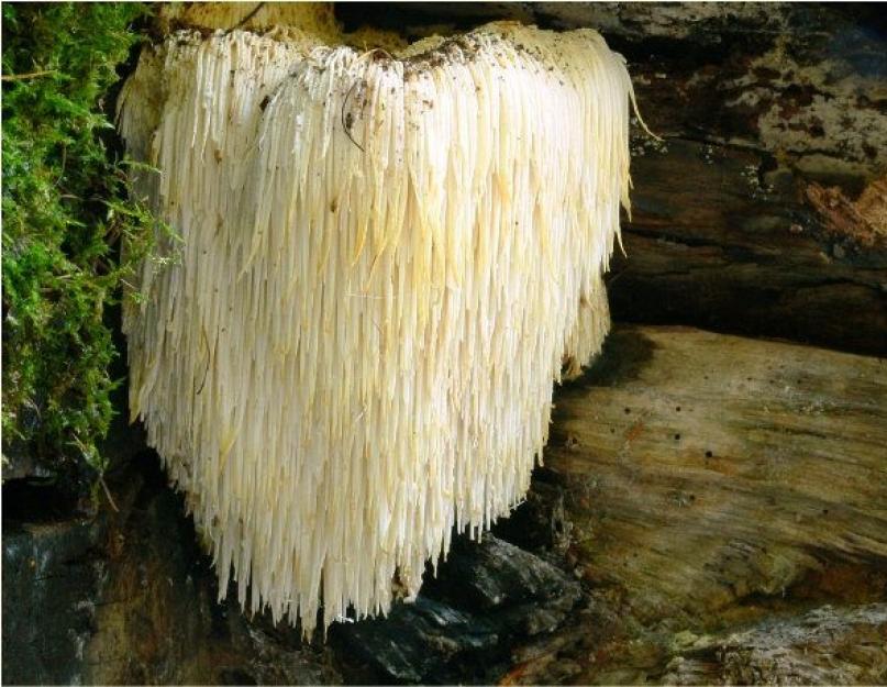 Szokatlan gombák és fotók a legérdekesebbről.  Csodálatos tények a gombákról A gombák királyságának szokatlan képviselői