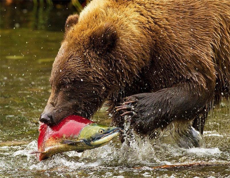 Что едят гризли. Медведь гризли. Среда обитания и образ жизни медведя гризли. Размножение и продолжительность жизни