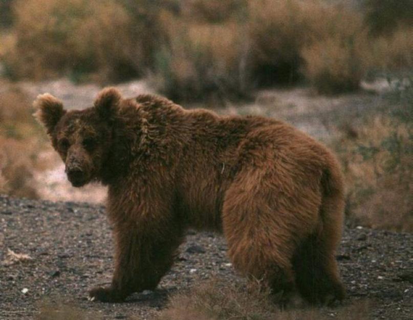 صيانة وتربية الدببة البنية.  الدب البني وأنواعه: حقائق مثيرة للاهتمام حول عمالقة الغابات.  ما هو وزن أكبر وأصغر الدببة القطبية