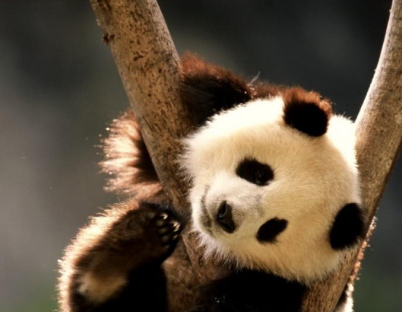 Большая панда, или бамбуковый медведь, или гигантская панда. Интересные факты о пандах, которые поразят многих