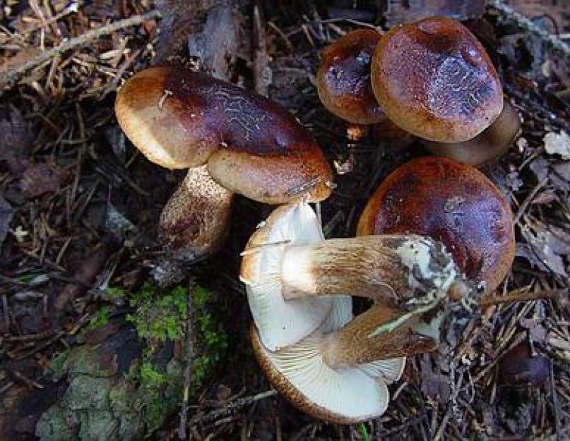 Съедобные грибы коричневый гриб. Рядовка Tricholoma albobrunneum. Рядовка бело-коричневая съедобная. Грибы бело коричневые рядовки. Рядовка бело-коричневая Tricholoma albobrunneum.