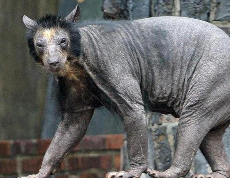 Как выглядит медведь без шкуры. Как в мире появились бритые медведи? Если медведь без шерсти, не значит, что он бритый
