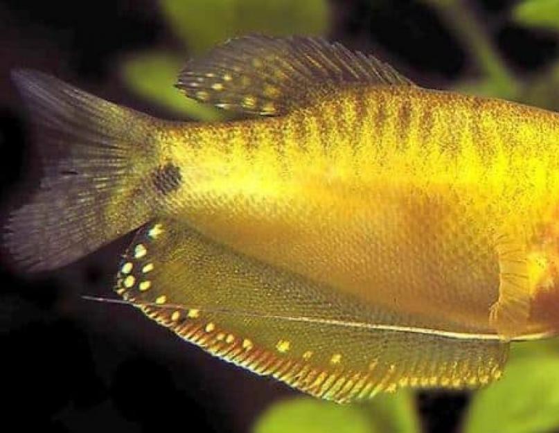 Une variété de poissons gourami et leur histoire.  Gourami de poissons d'aquarium - toutes les subtilités des soins et de l'élevage
