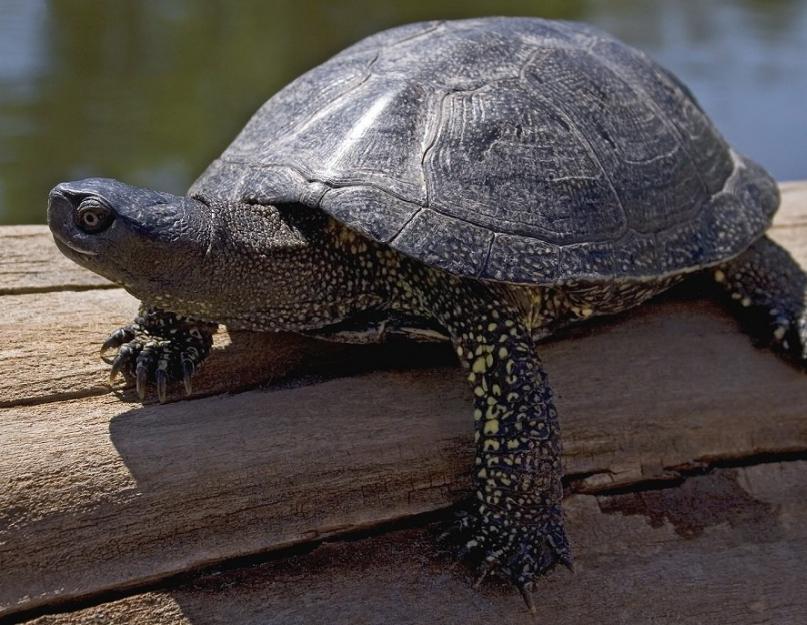 Сухопутная черепаха. Виды домашней черепахи