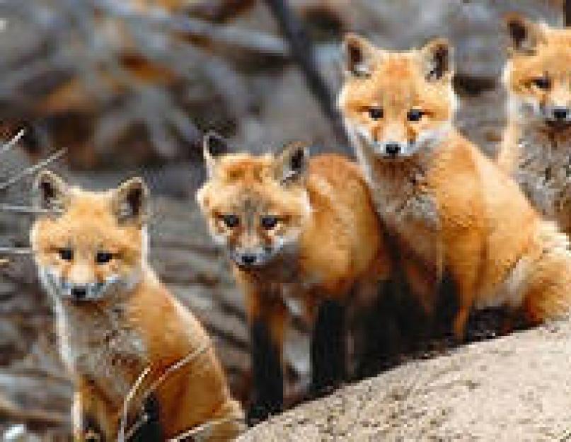 Животные России. Лиса. Обыкновенная лисица (Vulpes vulpes)Red fox (eng.)