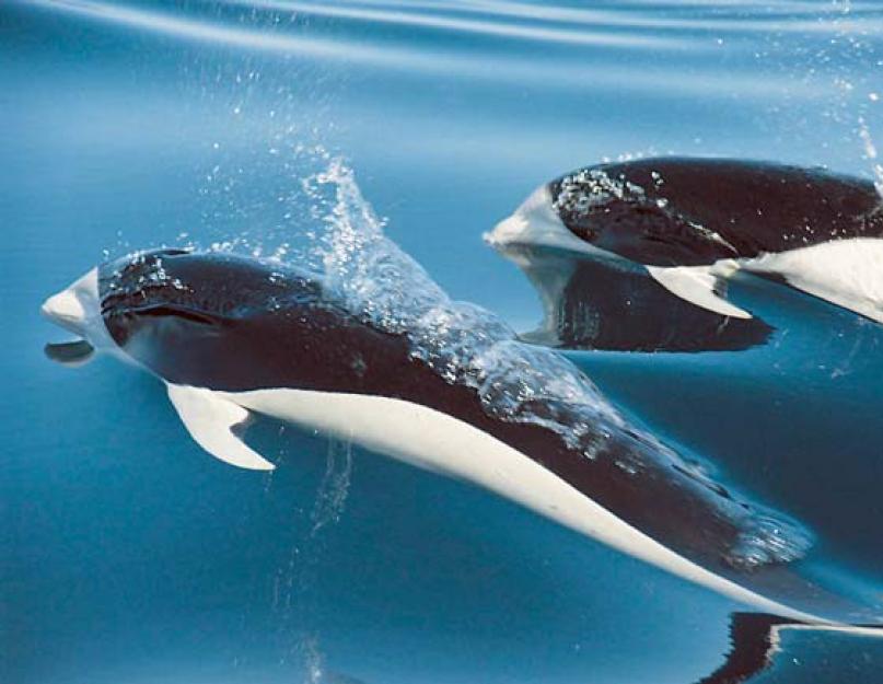 Численность белобоких дельфинов - размножение белобоких дельфинов. Обыкновенный дельфин Дельфин белобочка относится к подотряду