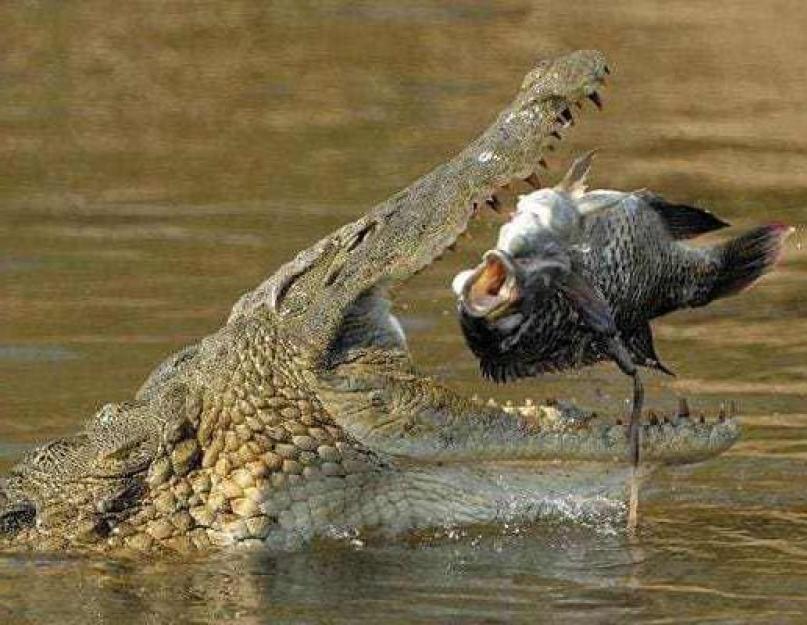 Разнообразие крокодилов. Описание крокодила, особенности