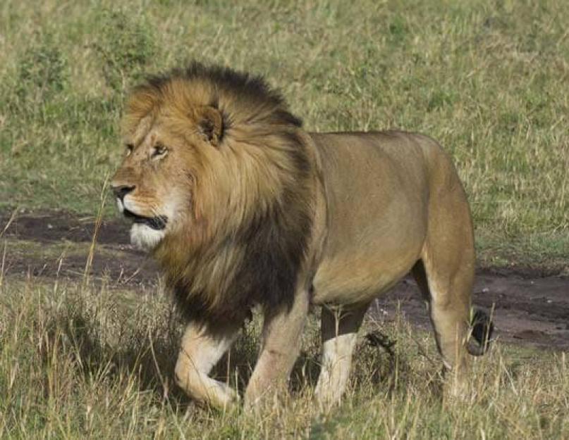 Где живут львы. Лев: интересные факты, фото и краткое описание Тип питания льва
