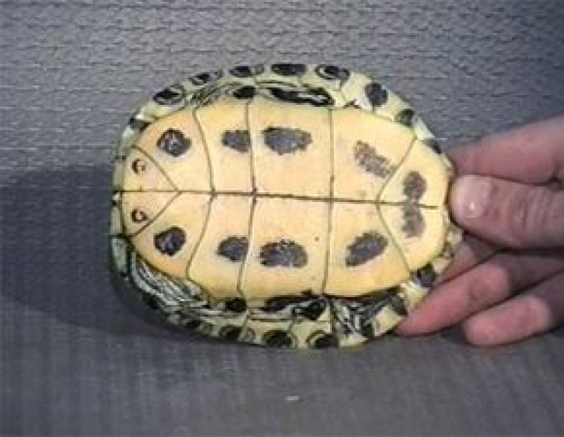 Как определить пол у черепахи сухопутной. Как определить пол и возраст сухопутной черепахи