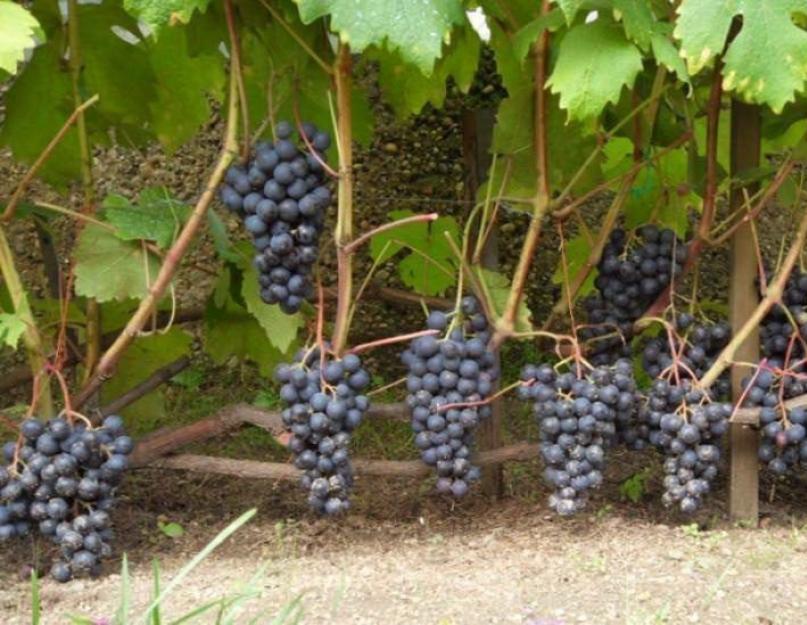 العنب المثالي: أفضل الأصناف الداكنة.  الخريف العنب الأسود الخريف وصف العنب الأسود