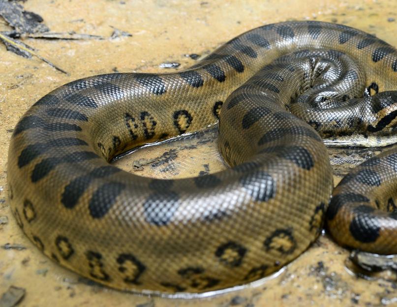 Ennek a kígyónak a teste a következőkből áll.  Nézd meg, mi van