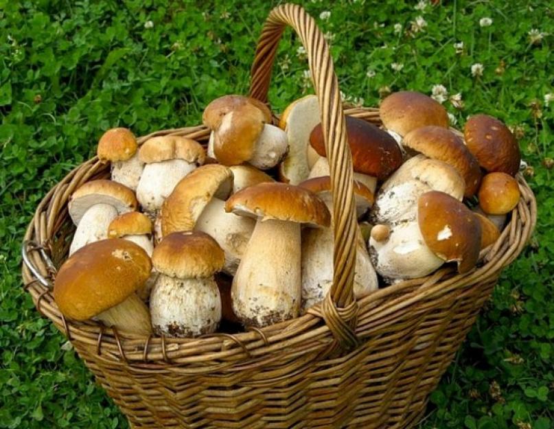 Ehető, ehetetlen és mérgező őszi gombák.  Őszi gombák.  Fotó Milyen gombák találhatók késő ősszel