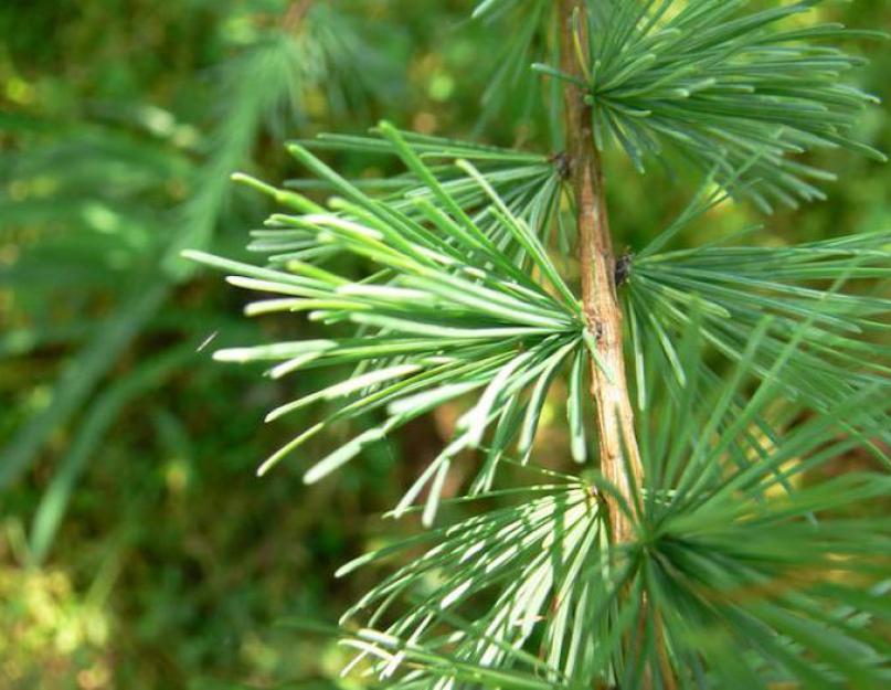Da li je ariš listopadno ili četinarsko drvo?  Karakteristike i opis.  Stabla četinara i lišćara