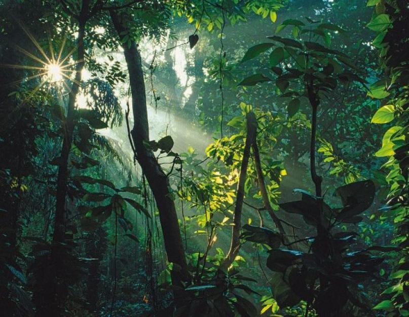 الغابات الاستوائية والغابات الاستوائية المطيرة ، hylaea ، سيلفا ، الغابة ، بعثات الغابة.  أين الغابة؟  غابات الأمازون وغيرها عالم نباتي وحيواني في الغابة
