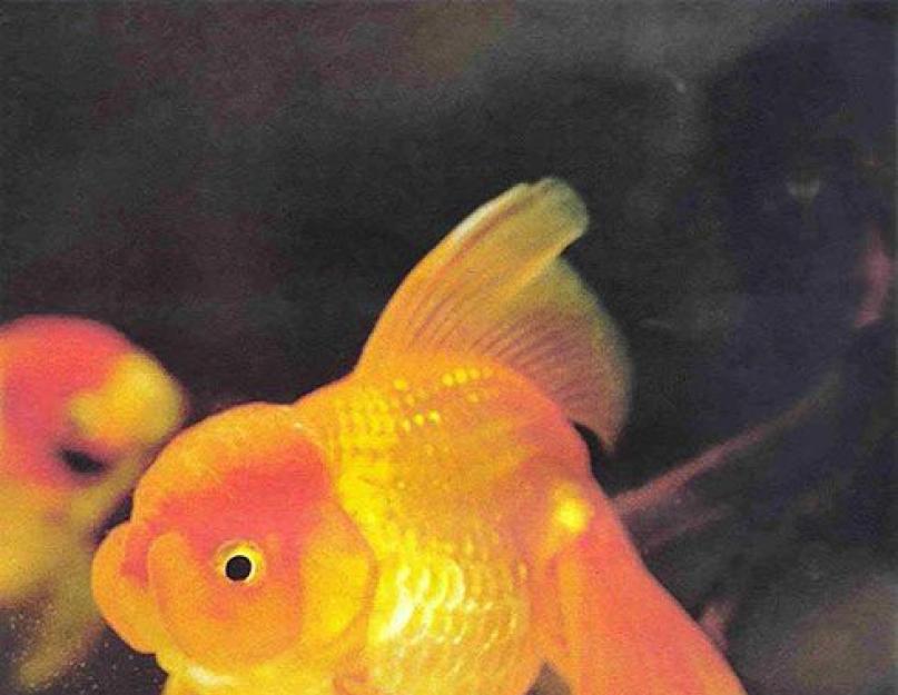 Как различить пол золотых рыбок. Как определить пол золотых рыбок Как отличить золотую рыбку мальчика от девочки