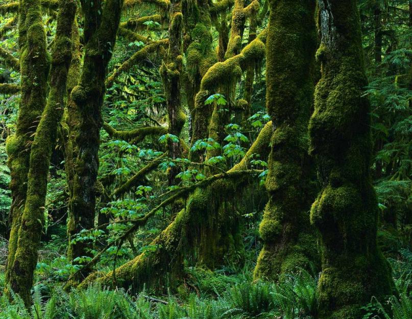 Hol nőnek a trópusi erdők?  Trópusi erdők állatvilága.  Trópusi erdők éghajlata.  esőerdő növények
