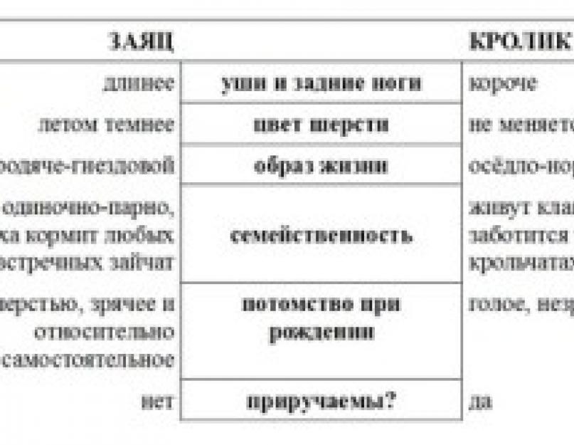 Чем отличается мясо кролика от зайца. Чем отличается заяц от кролика