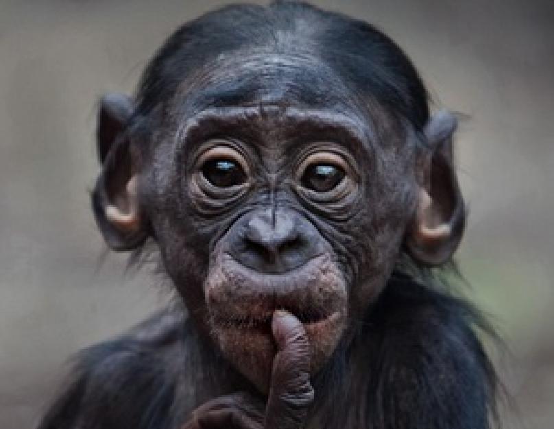 رتب الرئيسيات: طريقة الحياة ، التطور وتصنيف الرتبة ، القردة العليا.  أول أشباه الإنسان - القردة العليا