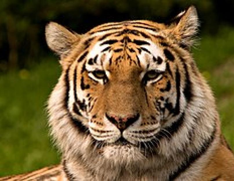 Амурский тигр. Образ жизни и среда обитания амурского тигра. Амурский тигр фото