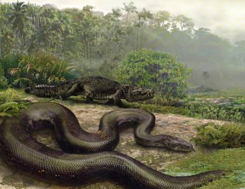 أكبر ثعبان منقرض.  قد تظهر ثعبان قديم ضخم على الأرض.  قبل اكتشاف بقايا تيتانوبوا ، كان جيغانتوفيس ملك الثعابين.
