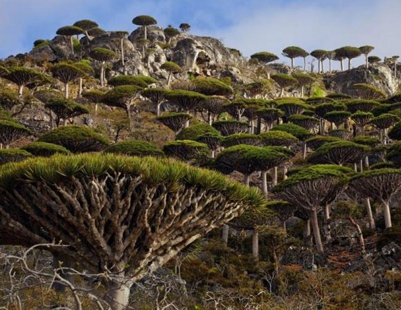 Самые редкие деревья на земле. Самые необычные деревья в мире