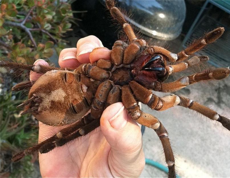 A világ legnagyobb pókja a tarantula