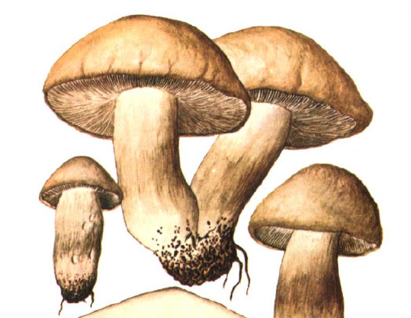 Георгиев гриб. Майские грибы. Майский гриб: фото. Майский гриб, схожие виды