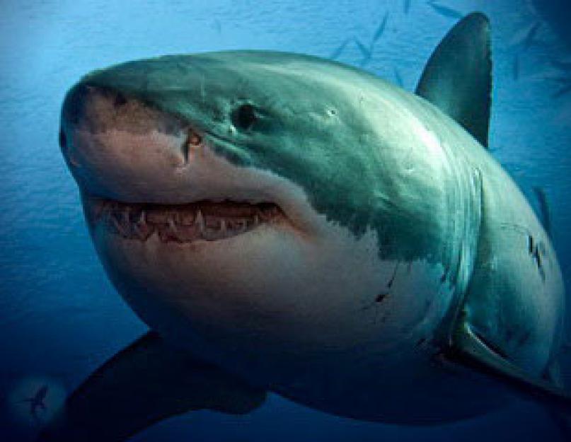 Nagy fehér cápa testforma.  Nagy fehér cápa.  Fotó, leírás az állatról.  Szaporodás: hogyan szülnek a fehér cápák