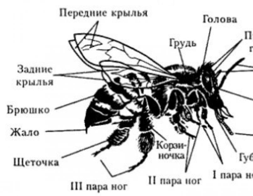 Почему паук не насекомое. Является ли паук насекомым или относится к животным Чем паукообразные отличаются от насекомых