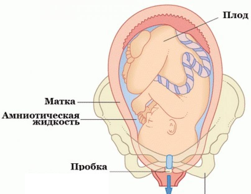 Как выглядит пробка перед родами отошедшая у беременных фото повторнородящих