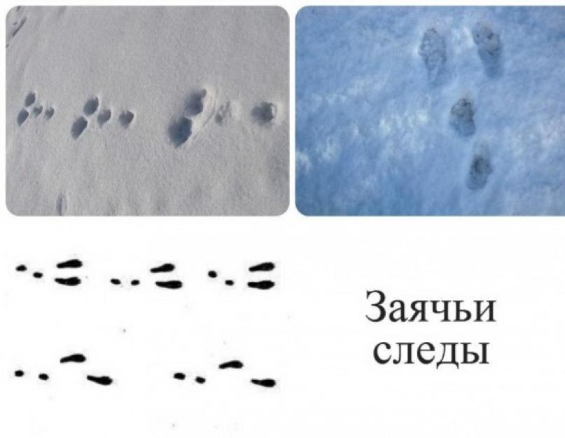 آثار أقدام الأرنب في الثلج.  مسارات الحيوان.  معرّف الحقل
