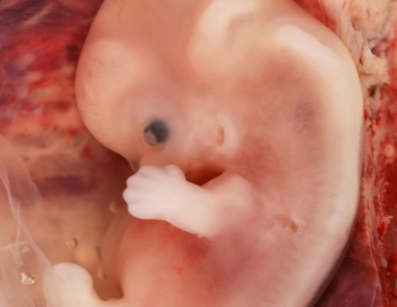 جنين ذكر.  تطور الأعضاء التناسلية الخارجية في جنين الأنثى.  تغيرات في جسم المرأة الحامل