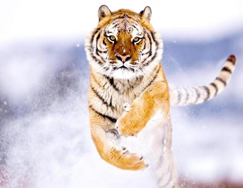 Amūro tigras yra dryžuotas gražus vyras iš Raudonosios knygos.  Amūro tigras - didžiulė katė iš Raudonosios knygos puslapių