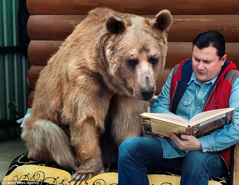 كبيرة ، قطيفة ، لك: قصة الدب ستيبان ، الذي يعيش في عائلة روسية.  