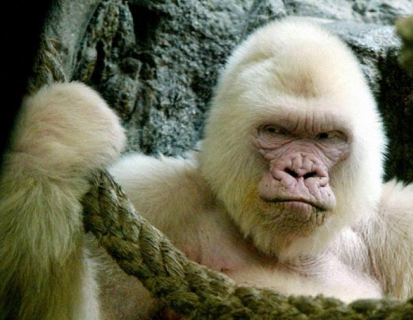 Горилла – могучая обезьяна. Горилла – самая крупная человекообразная обезьяна (обновлено!)