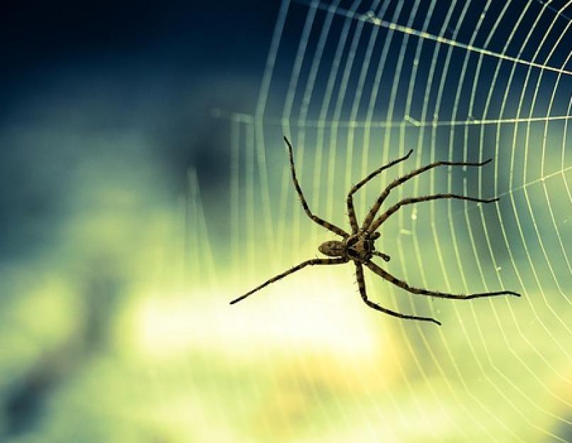 Самые точные приметы про пауков. Полезная и важная примета — паук в доме