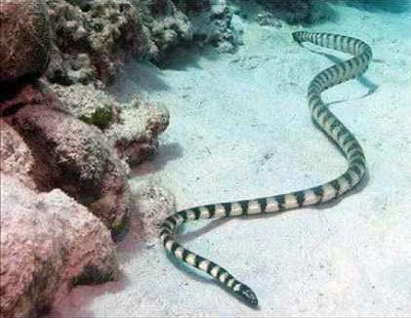 Существуют ли змеи, питающиеся змеями? Краткая характеристика. Виды змей и их описание с фото Все ли змеи хищники