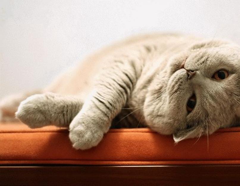 لماذا تحلم بوفاة قطة منزلية.  تفسير الأحلام لعالم النفس أ. منغيتي لماذا تحلم القطة.  حلمت بقطة حلوة