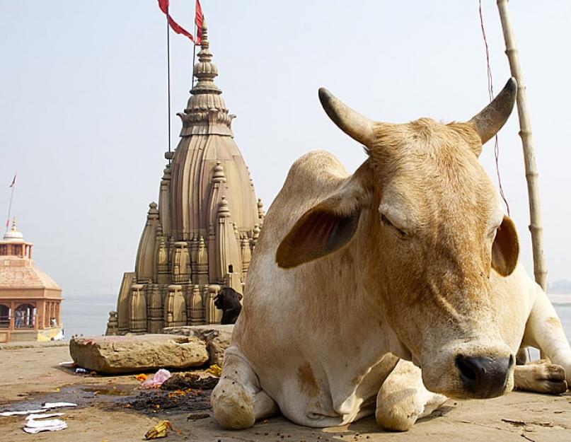 Marhahús tilalma Indiában.  Az örök kérdés: erkölcs vagy haszon.  India szent állatai