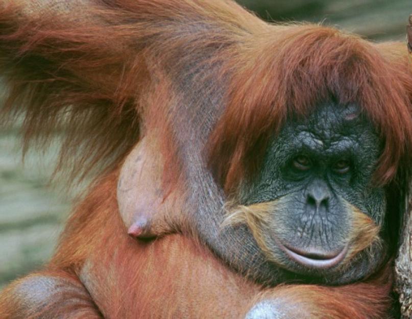 Самец орангутанга. Человекообразная обезьяна – орангутанг, фото, видео, описание. Размножение и выращивание потомства