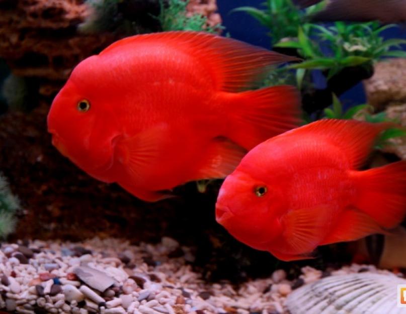 ببغاء السمك الأحمر (سمك ببغاء الدم الأحمر).  أسماك الببغاء البحرية أسماك الببغاء