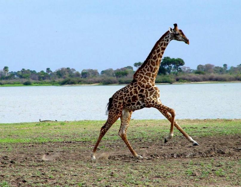 A zsiráfról szóló üzenet rövid.  Hol élnek a zsiráfok?  Érdekes tények a zsiráfokról