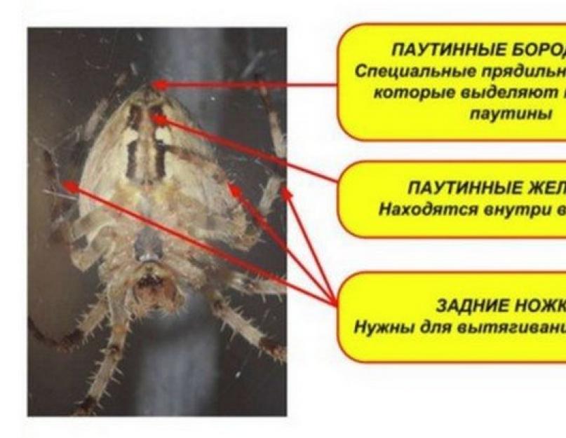Паукообразные паутинные железы. Откуда берется паутина у паука. Откуда у пауков берется паутина. Откуда паутина у пауков выходит.