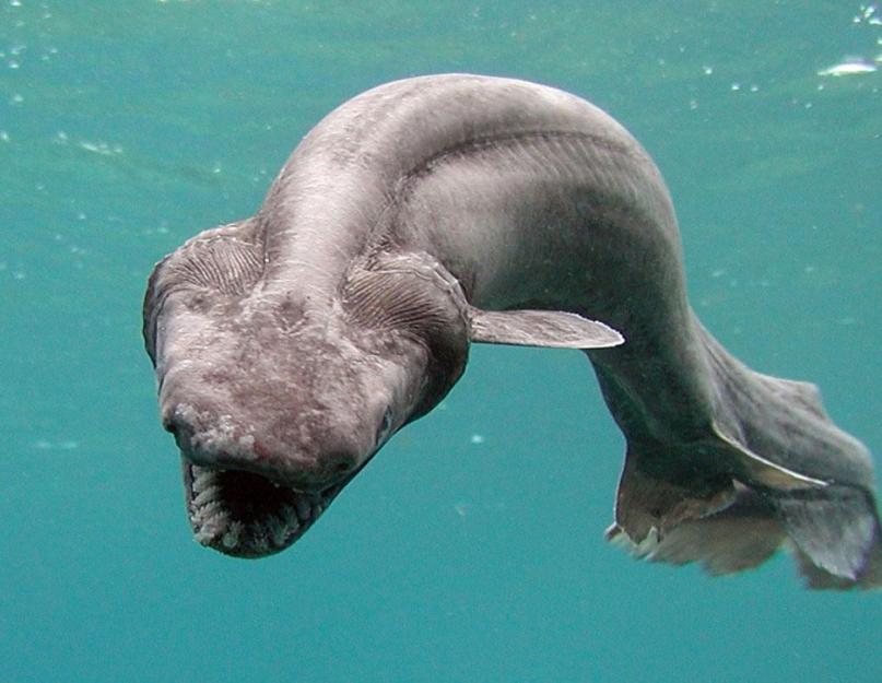 A mélység legcsodálatosabb hala.  Tengeri állatok: medúza, polip, teknős, kék bálna, ördöghal, angolna, kormorán
